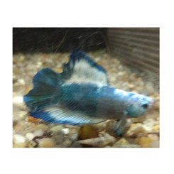 Kampfisk Halfmoon Grizzle plakat halfmoon han